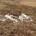 A dead caribou carcass on the tundra.